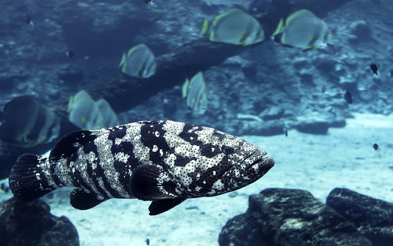Great Barrier Reef Diving